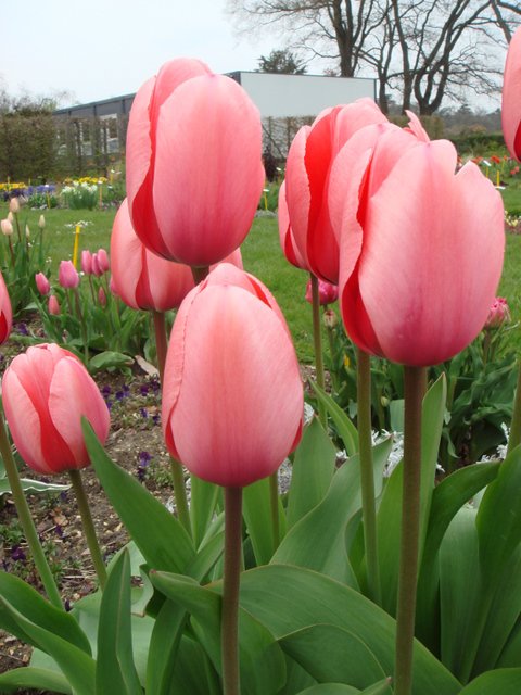 Tulipa  hybride de Darwin 'Pink Impression'